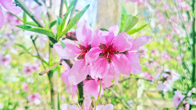 spring flowers under Coronavirus Peach blossoms, lilac blossoms, begonia