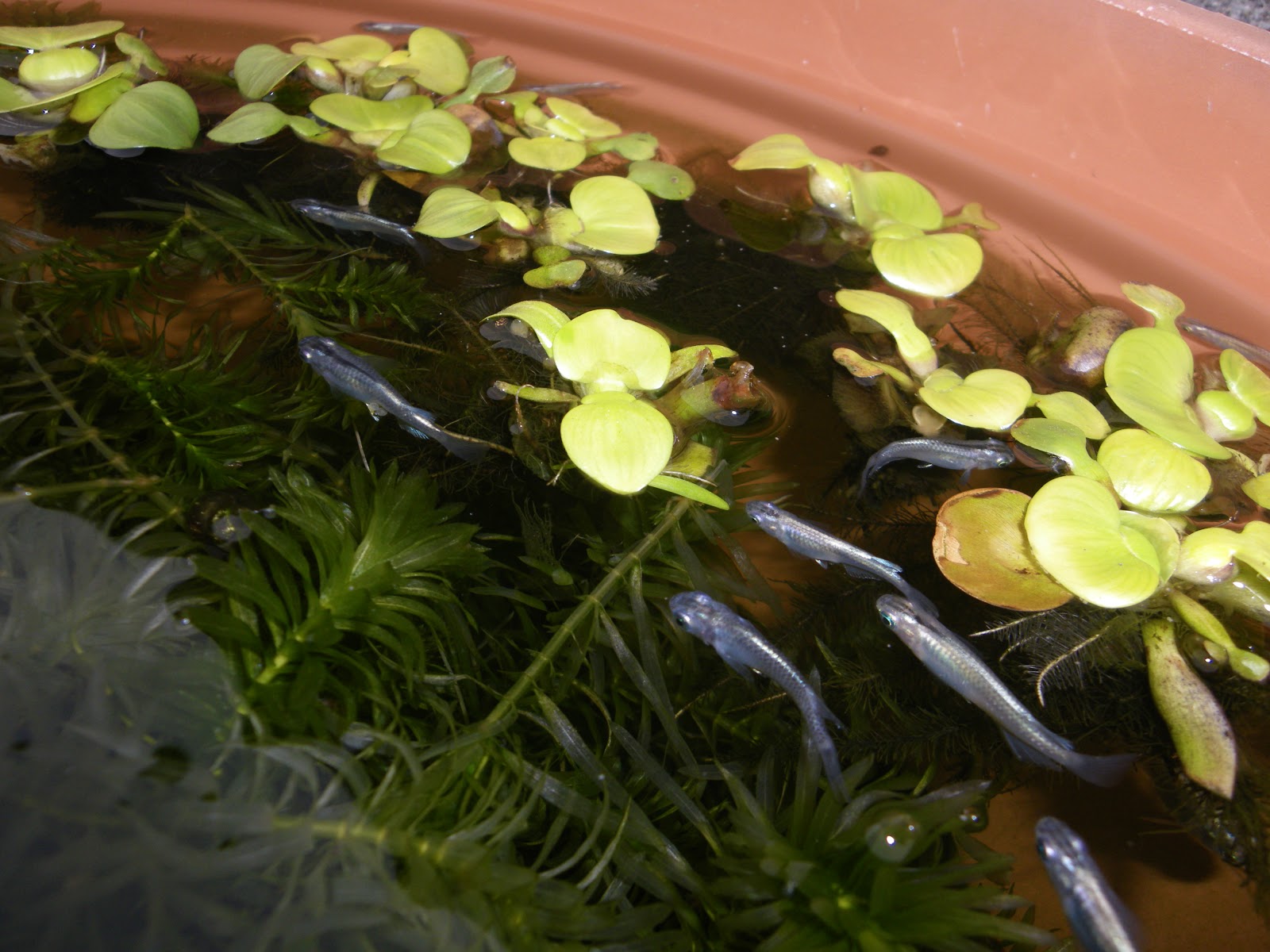 水草にキレイな花が咲き メダカの抱卵の写真撮影に成功しました メダカの大工