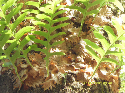 槲蕨的腐植質收集葉