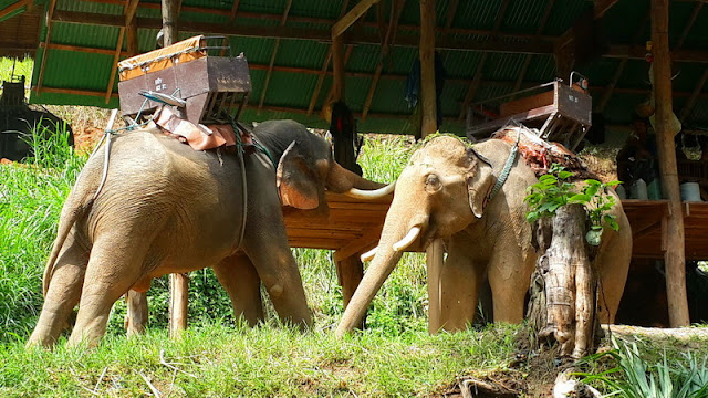 chiang mai elephant show,maesa elephant camp,mae sa elephant camp, tour agency in chiang mai