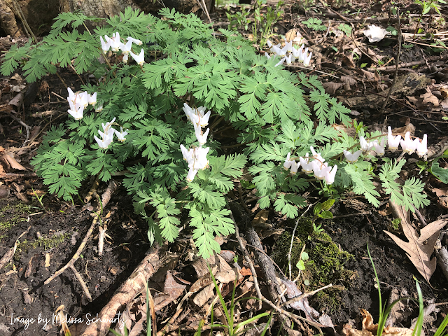 Dutchman's breeches dotted the spring forest at Illiniwek Forest Preserve in Hampton, Illinois