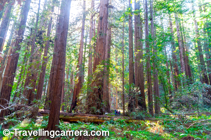 In above photograph, find 3 human bodies and then compare them to the size of these trees at Muir Woods. That would give you some sense about the scale we are talking about. Walking around these trees is certainly very special