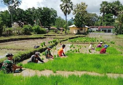 Dukung Ketahanan Pangan, Satgas Yonif 743 Bantu Masyarakat Tanam Padi di Perbatasan