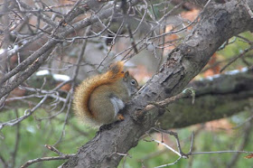 red squirrel on oak branch