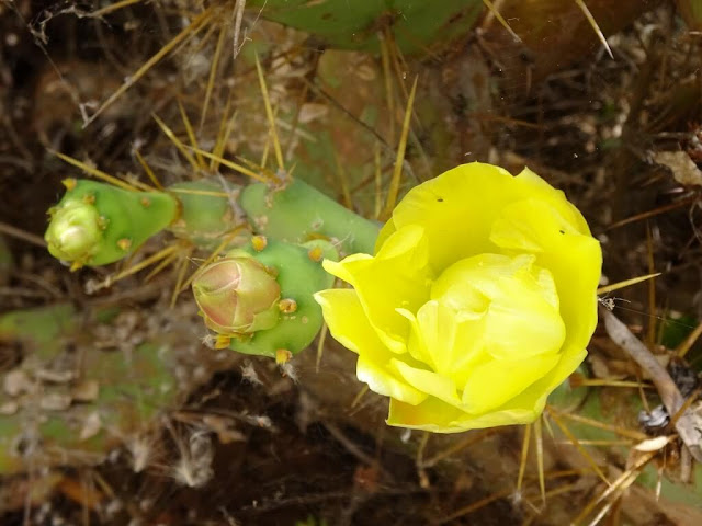 Figueira da Índia - Opuntia ficus-indica