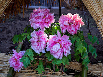 Huyubotan (winter peony) : Tsurugaoka-hachimangu