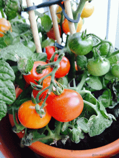 Gro Jeanettes tomatplante.