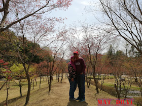 Percutian Bajet Seoul Nami Island  WINTER SONATA