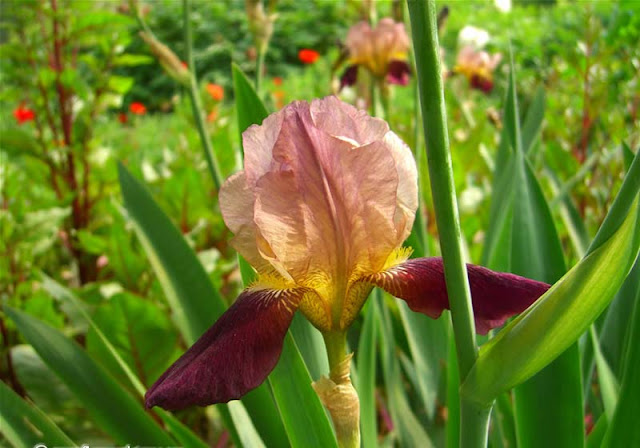 Iris Flowers Pictures