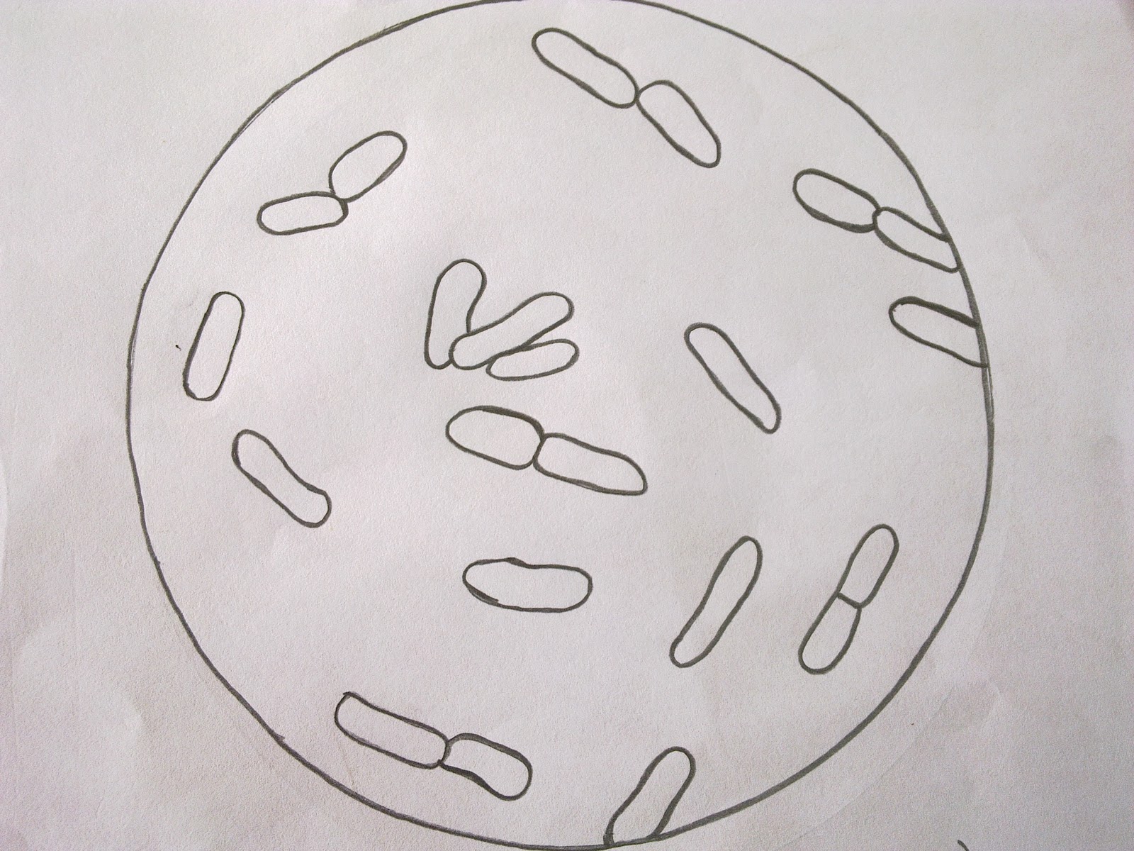 Zkfaa Bioproses Lab 1 Principles And Use Of Microscope