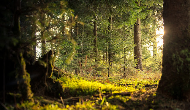 Sunlight in the deep forest