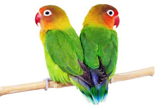 25 Jenis Lovebird yang Harus Anda Ketahui 