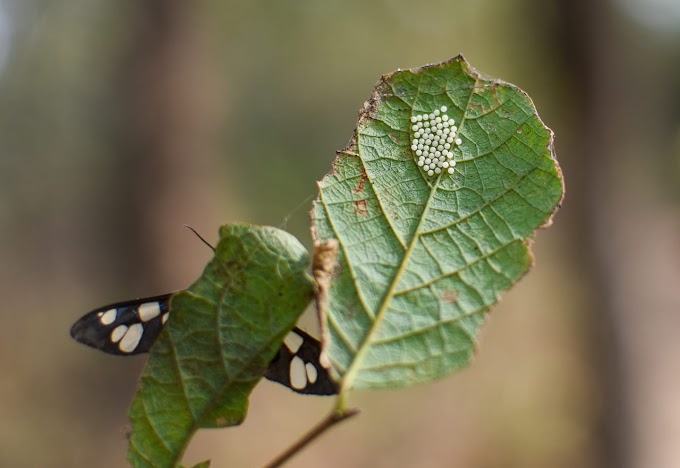 Common moth wasp with eggs