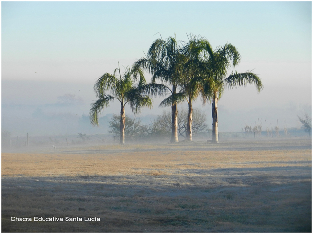 Pindó en una mañana de invierno - Chacra Educativa Santa Lucía