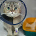 Revolutionizing Pet Safety: AI-Powered Tracking and Security Innovations