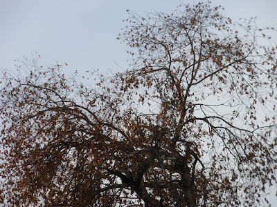 Laurel de la Cárcel de Torrero Zaragoza