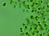 Phytoplankton can increase the rate at which they take in carbon dioxide and release oxygen while in warmer water temperatures. (Credit: exeter.ac.uk) Click to Enlarge.