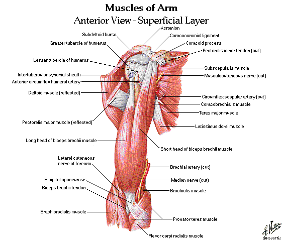 amudu: Upper and Lower Limbs Muscles,Skeleton,Knee joint ...