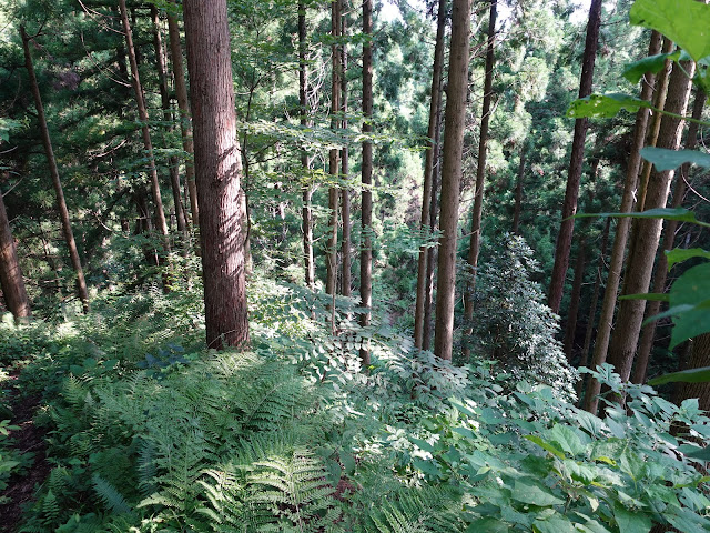 鳥取県西伯郡南部町東上の鎌倉山に登ります