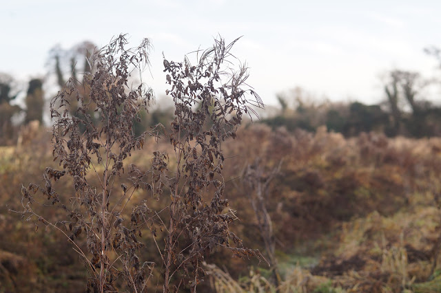 Photographs of weeds in December