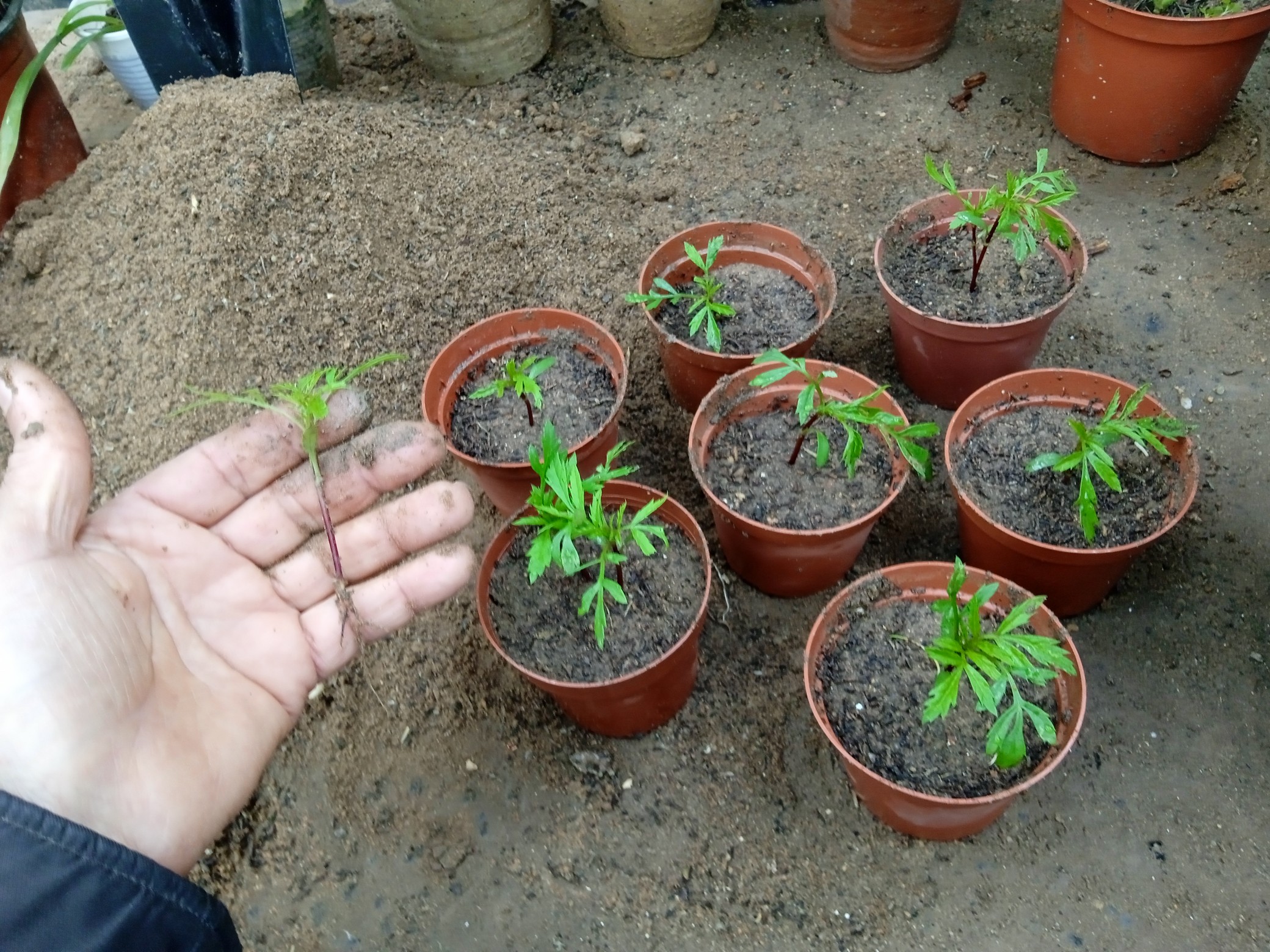 Carefuly remove each seedlings with a spoon or other implement, it allows you to get right under the roots of the plant without disturbing them too much.