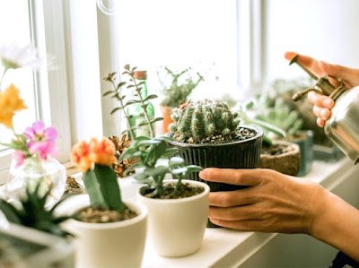 Flores em vasos e plantas suspensas podem ser trazidas para dentro de casa. Coloque as que necessitam de sol mais perto da janela, mas lembre-se que temperaturas extremas deixam as janelas bem frias, o que também pode danificar sua planta.