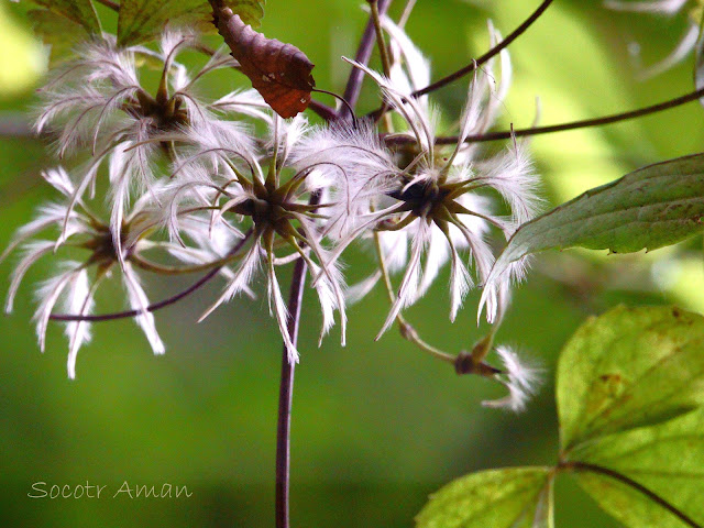 Clematis japonica