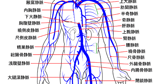 解剖 生理 栄養の覚え書き 静脈系