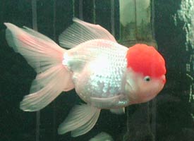 jual perlengkapan aquarium,ikan dll: Ikan Koki