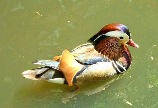 Mandarin duck in Seaview Wildlife Encounter