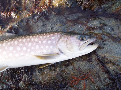amemasu080322.jpg