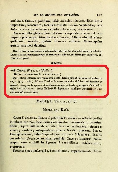 Описание азадирахты индийской в работе «Mémoires du Museum d'Histoire Naturelle» (1830 год) французского ботаника Адриена Анри Лорана де Жюссьё