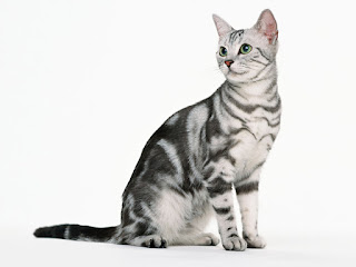 gambar kucing American Shorthair (ASH)