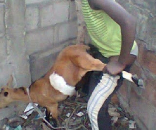Weird News: Man 'Rapes' Goat To Death In Ondo