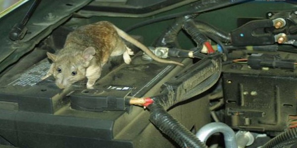 Waspada, Tikus Bisa Bersarang di Kap Mobil!