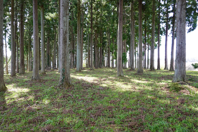 鳥取県西伯郡南部町鶴田 とっとり花回廊 杉の森