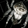 Caerostris 5