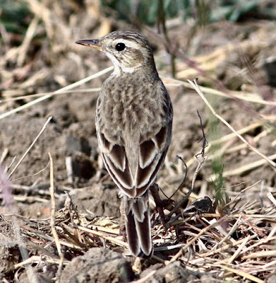 Paddyfield Pipit