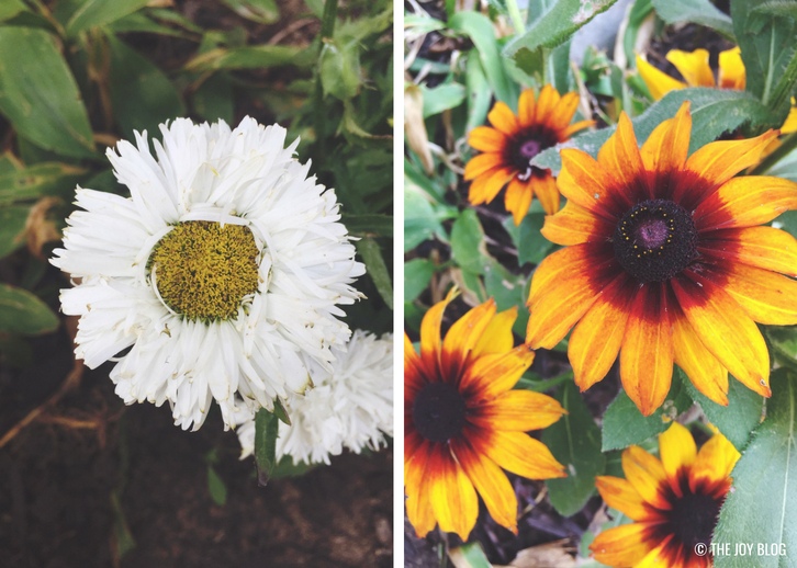 Black Eyed Susan and Shasta Daisy varieties // A Bee Friendly Flower Bed - Update | www.thejoyblog.net