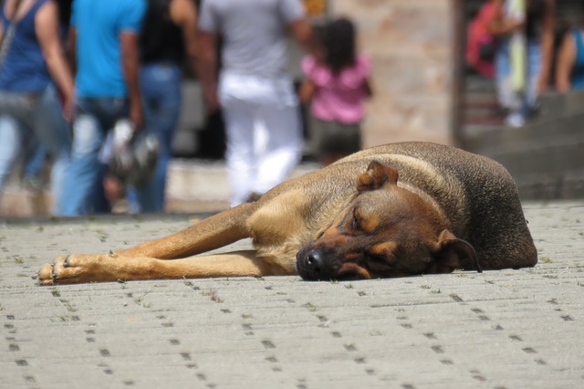 Lutter contre l’abandon et la maltraitance des animaux