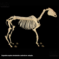 Esqueleto equino montado completo fundo preto, anatomia veterinária