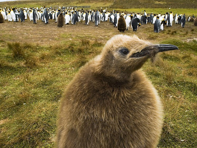 King Penguin