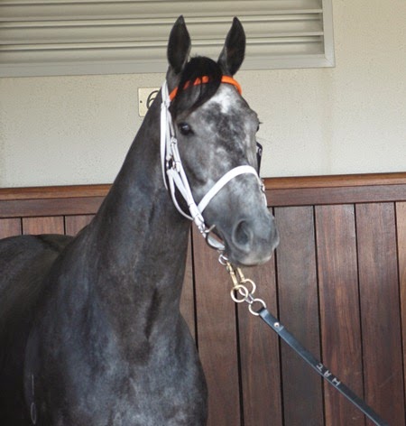 Chautauqua_stall 2 Chautauqua_stall 2