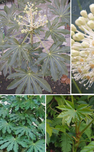 La Aralia, Fatsia