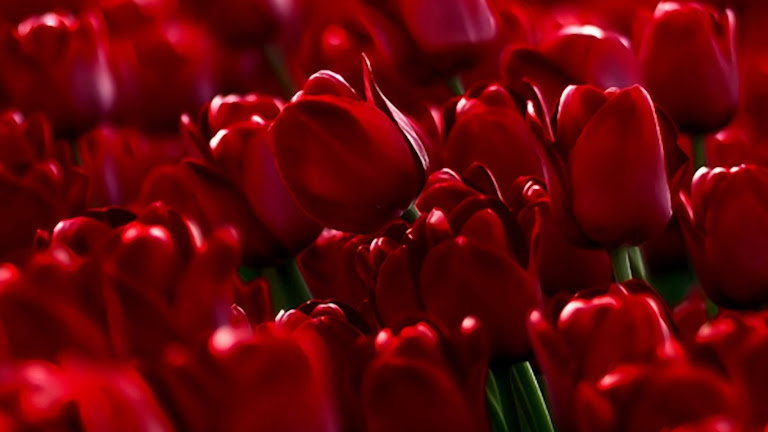 Tulips Flowers HD Wallpaper 5