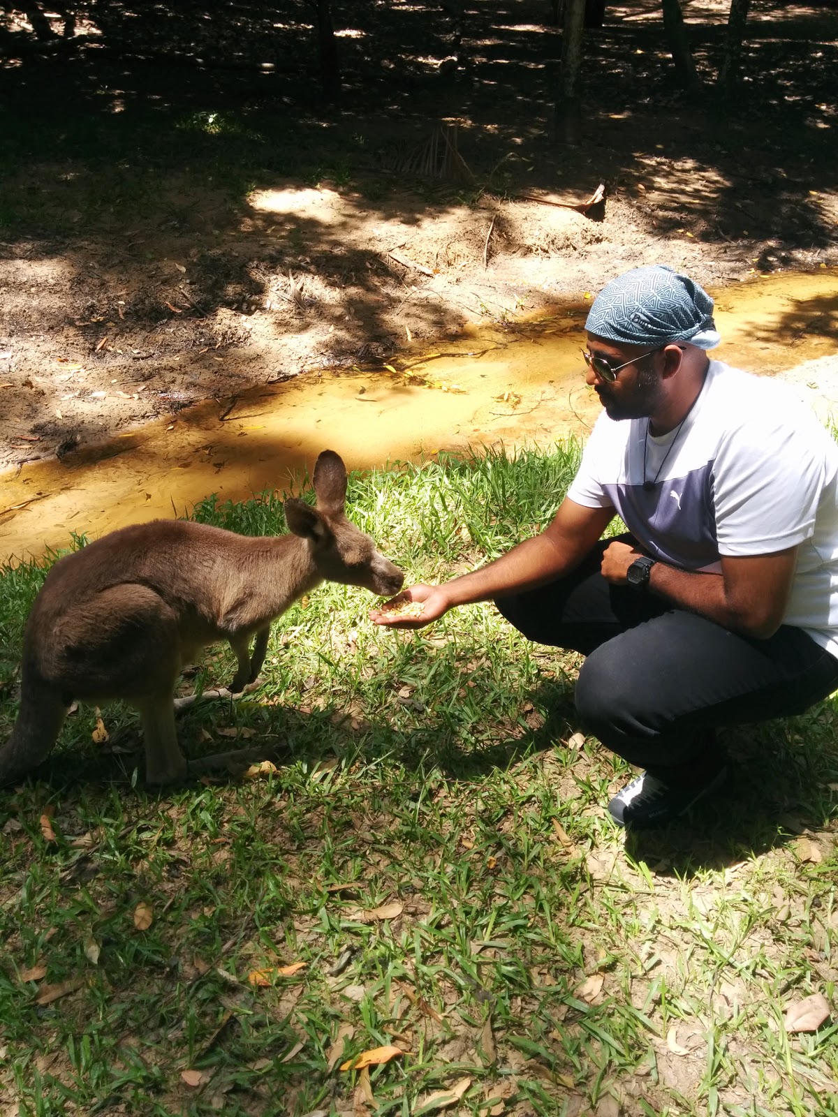 Feeding a Kangaroo at the Lone Pine Koala Sanctuary