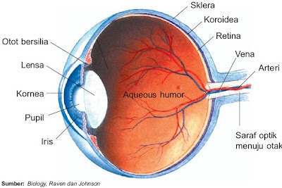 Bagian-bagian bola mata