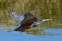 Giant Kingfisher - Birds In Flight Photography Cape Town: Canon EOS 7D Mark II Gallery