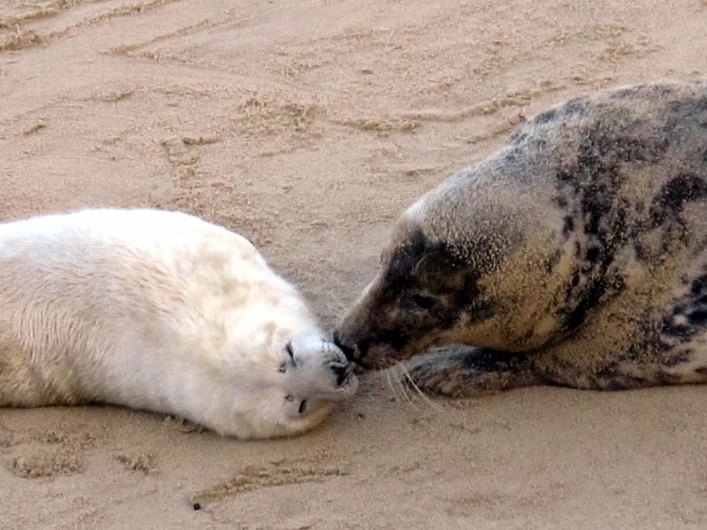 Winterton-on-Sea seals, Norfolk