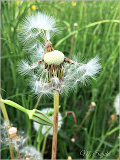 June 10, 2019 Finding beauty in the sun.